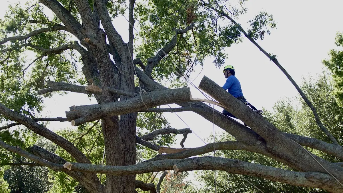 Professional Crown Thinning performed by certified arborists in Ellicott City
